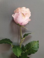 Bloem Roos roze