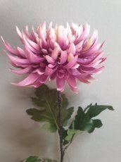 Bloem Chrysant lila