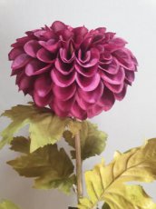 Bloem Chrysant paars