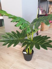 Plant Philodendron