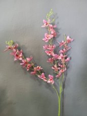 Bloem Orchidee roze