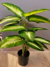 Plant Dieffenbachia