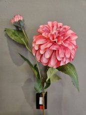 Bloem Dahlia roze