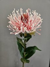 Bloem Leucospermum