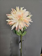 Bloem Dahlia perzik