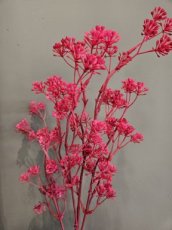 Bloem Anethum Graveolens rood