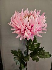 Bloem Chrysant Licht Roze Flower Chrysanthemum light pink