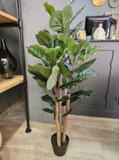 Plant Ficus Plant Ficus