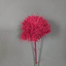 Bloem Bol Magenta