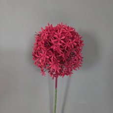 Bloem Bol Ui magenta