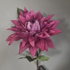 Bloem Dahlia donker paars