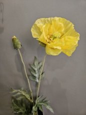 Bloem Klaproos Geel Bloem Klaproos geel