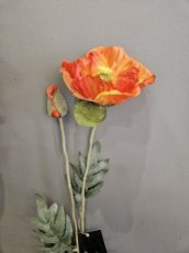 Bloem Klaproos Oranje Bloem Klaproos oranje