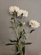 Bloem Korenbloem Wit Bloem Korenbloem wit