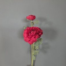 Bloem Ranonkel Rood Bloem Ranonkel rood