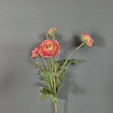 Bloem Ranonkel Roze Bloem Ranonkel roze