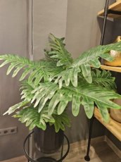 Plant Philodendron L Plant Philodendron L